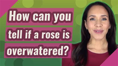 How can you tell if a rose is overwatered?