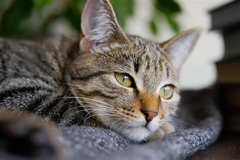 How can you tell if a stray cat is sad?