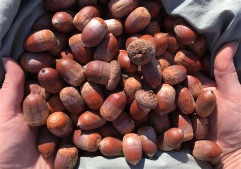 How can you tell if an acorn is good?