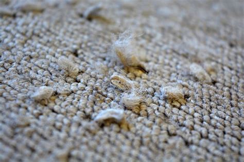 How can you tell if carpet is ruined?