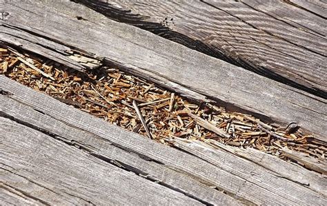 How can you tell if wood is rotting?