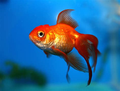 How can you tell if your goldfish is happy?