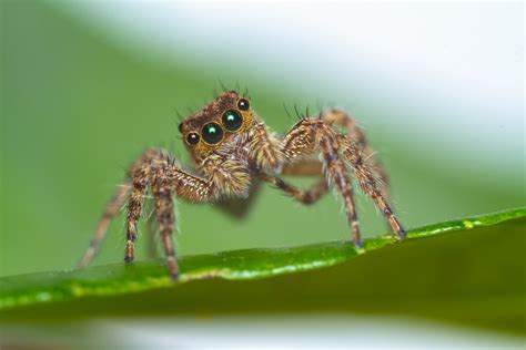 How can you tell if your jumping spider is hungry?