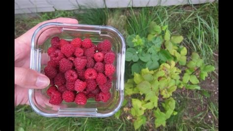How can you tell red raspberries?