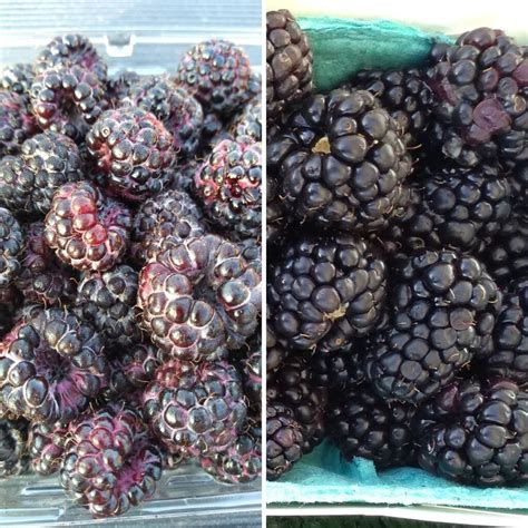 How can you tell the difference between blackberries and raspberries?