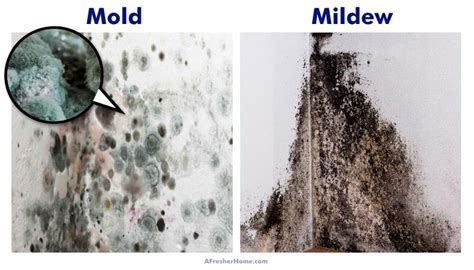 How can you tell the difference between mold and water damage?
