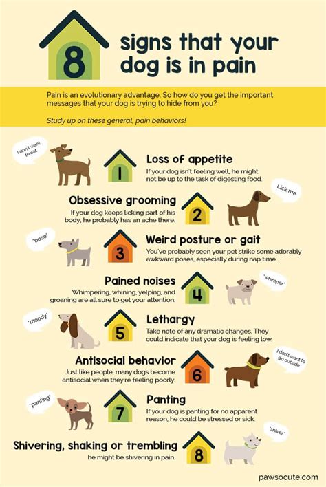 How can you tell when a dog is in pain?