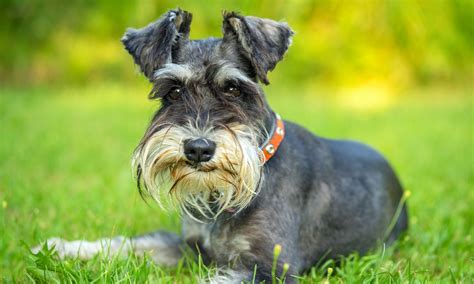 How clever is a Schnauzer?