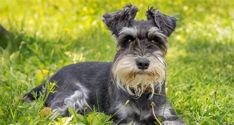 How clever is a schnauzer?