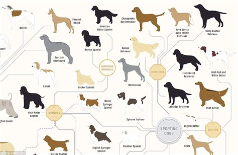 How close can dogs be related to breed?