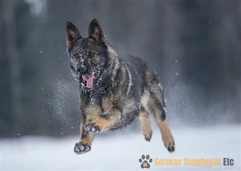 How cold can German Shepherds tolerate?
