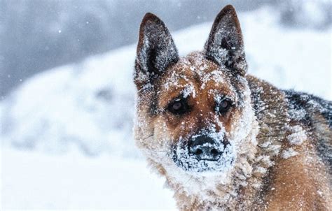 How cold is safe for German Shepherd?