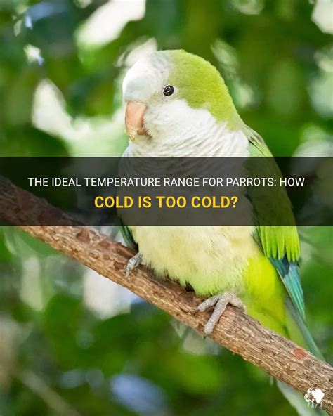 How cold is too cold for Amazon parrot?