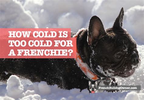How cold is too cold for French bulldog?