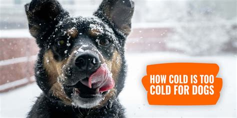 How cold is too cold for Labradors?