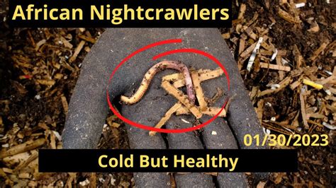 How cold is too cold for Nightcrawlers?