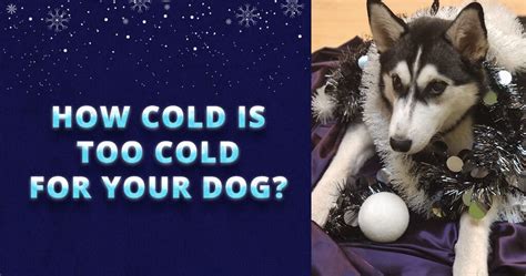 How cold is too cold for a husky?