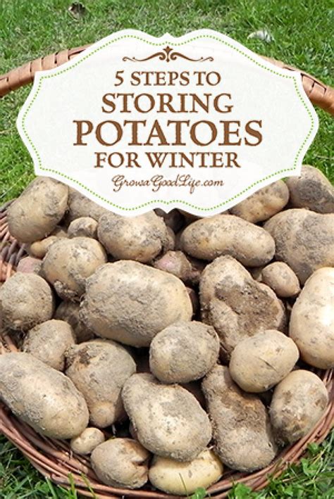 How cold is too cold to store potatoes?