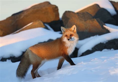 How common are foxes in Canada?