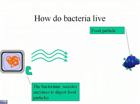 How common are oil digesting bacteria?