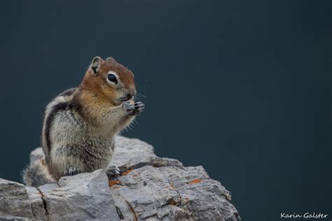 How common are squirrels in Canada?