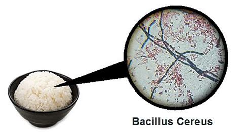 How common is Bacillus cereus in rice?