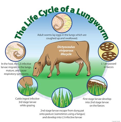 How common is Lungworm in humans?