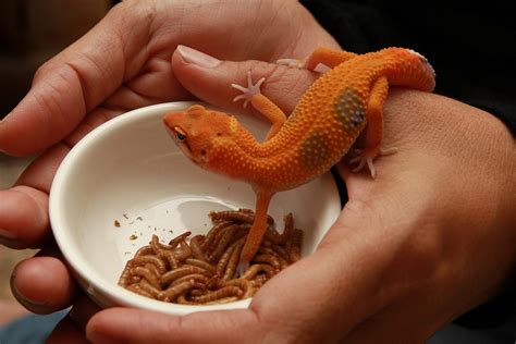 How common is Salmonella in geckos?