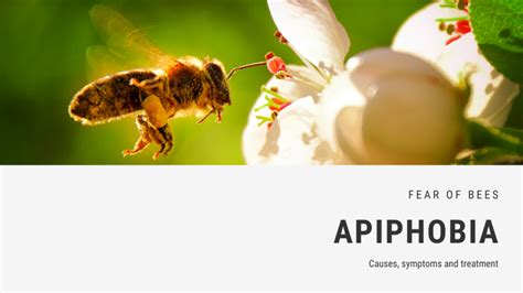 How common is apiphobia?