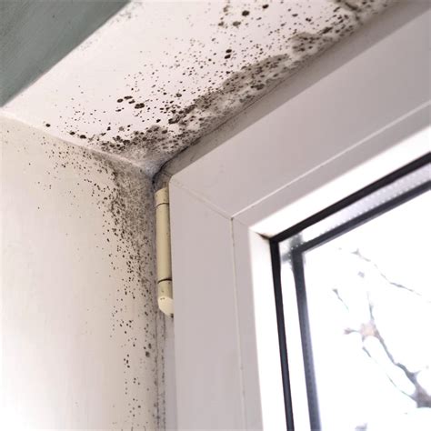 How common is mold in houses?