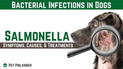How common is salmonella in dogs?