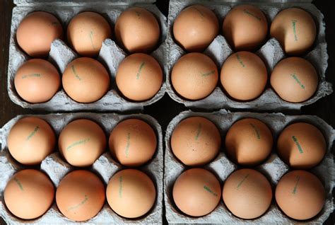 How common is salmonella in eggs?