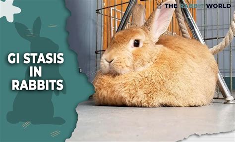 How common is stasis in rabbits?