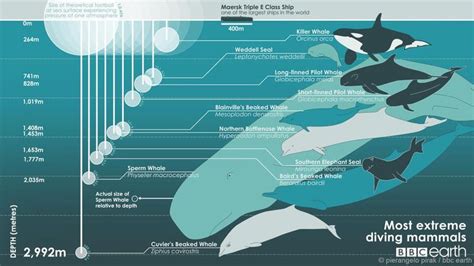 How deep can a killer whale dive?