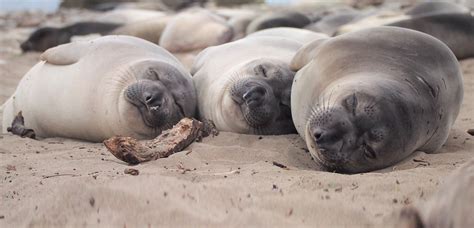 How deep can elephant seals dive?