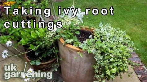How deep do ivy roots go?