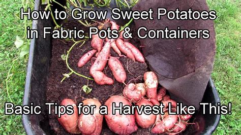 How deep should container be for sweet potatoes?