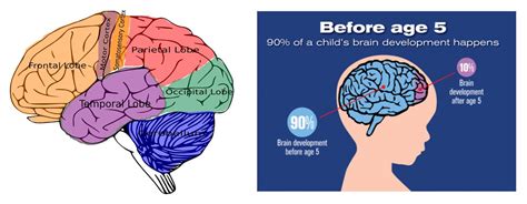 How developed is a 3-year-old's brain?