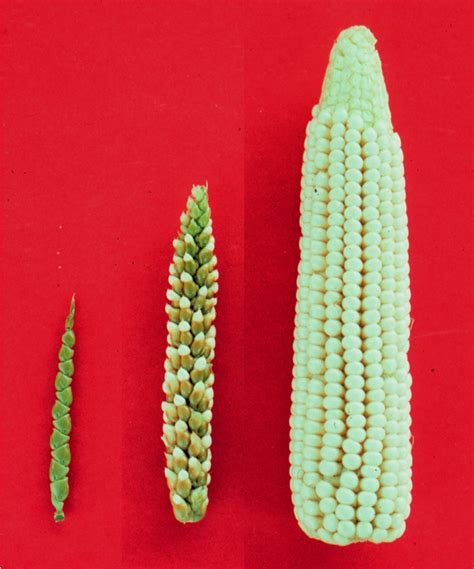 How did corn look originally?