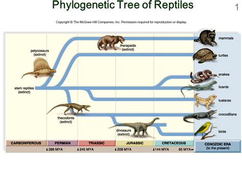How did mammals come from reptiles?