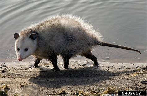 How did opossums get to Canada?