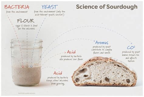 How did people bake bread before yeast?