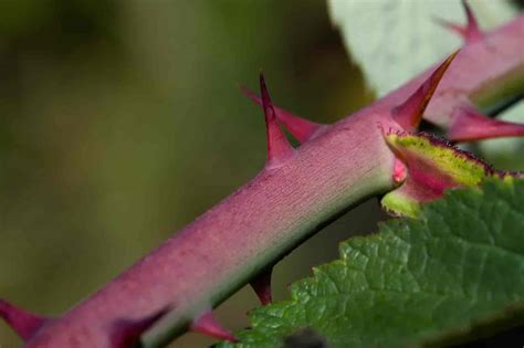 How did thorns originate in roses?
