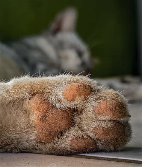 How dirty are cats paws?