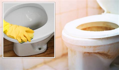 How dirty are toilet seats really?