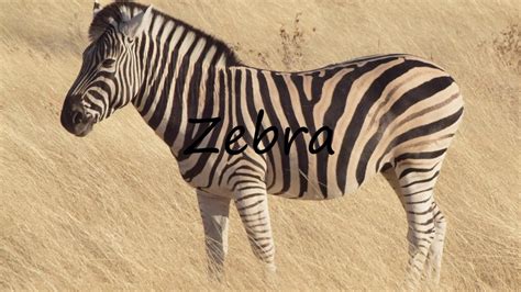 How do Canadians pronounce zebra?