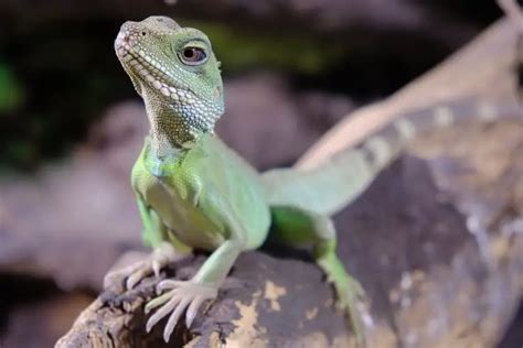 How do Chinese water dragons mate?