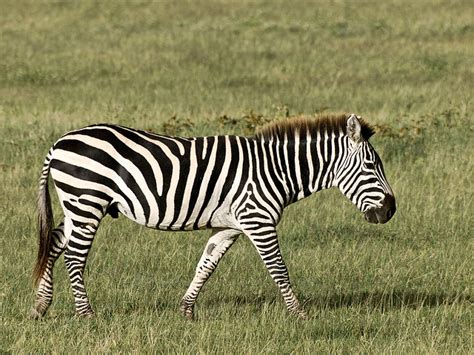 How do Europeans say zebra?