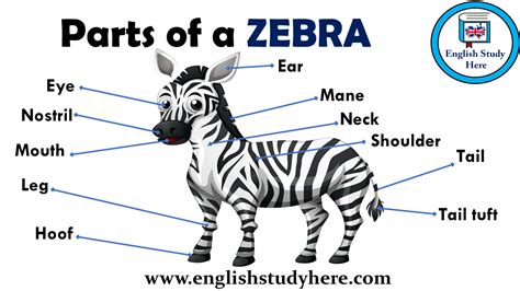 How do Europeans say zebra?