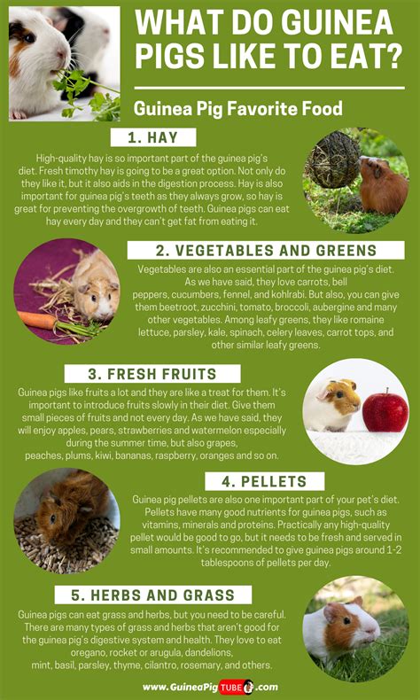 How do I add fiber to my guinea pigs diet?